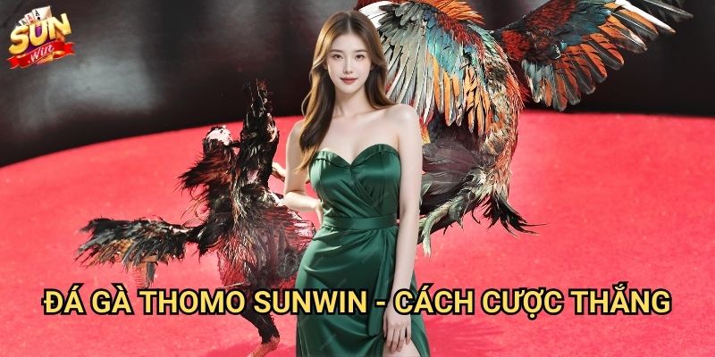 Đá gà Thomo Sunwin - Trường đấu gà chọi số 1 3 Đá gà Thomo Sunwin - Cách cược thắng