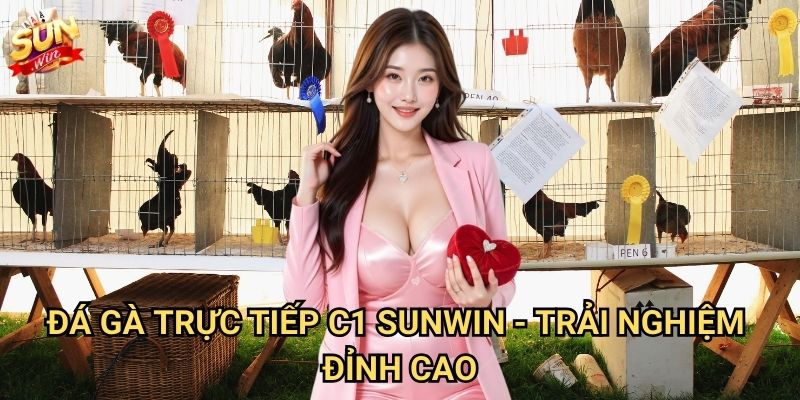 Đá gà trực tiếp C1 Sunwin - Giải đấu cao cấp nhất 3 Đá gà trực tiếp C1 Sunwin - Trải nghiệm đỉnh cao