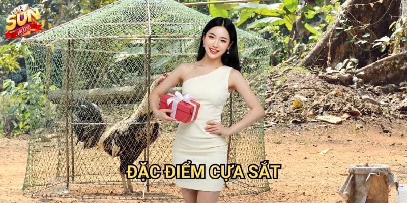 Đá gà cựa sắt Thomo Sunwin - Trận chiến khốc liệt 2 Đặc điểm cựa sắt