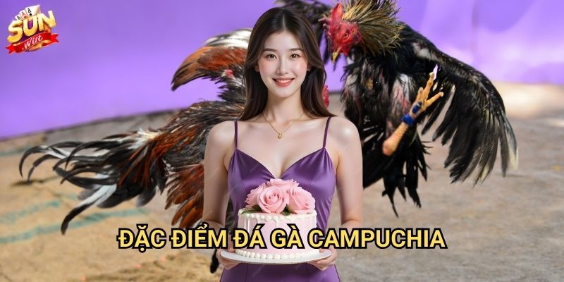 Đá gà Campuchia Sunwin - Đấu trường quốc tế uy tín 2 Đặc điểm đá gà Campuchia