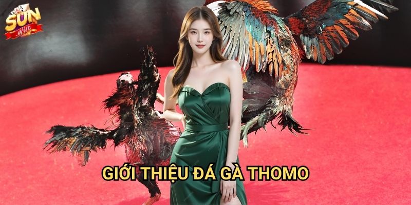 Đá gà Thomo Sunwin - Trường đấu gà chọi số 1 2 Giới thiệu đá gà Thomo